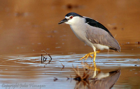 Black-crowned Night-heron by Julia Flanagan