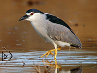 Black-crowned Night Heron