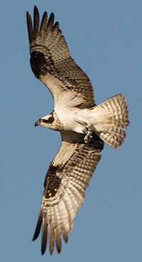 Osprey in Flight
