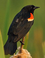 Red-winged Blackbird