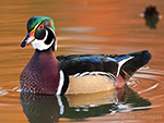 Wood Duck by Julia Flanagan