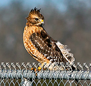 Hawk