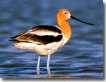 Avocet by Julia Flanagan