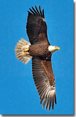 Bald Eagle by Julia Flanagan