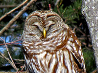 Barred Owl