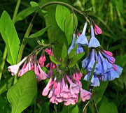 Bluebell Festival!