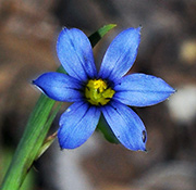 Blue-eyed Grass