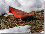 Cardinal