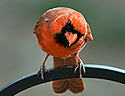 Cardinal