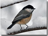Carolina Chickadee