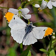Falcate Orangetip