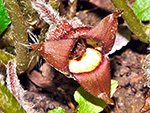 Mourning Cloak Butterfly Mourning Cloak Butterfly
