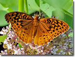 Great Spangled Fritillary