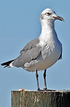 Laughing Gull