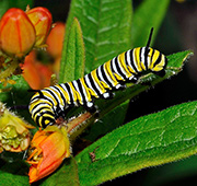 Monarch Caterpillar