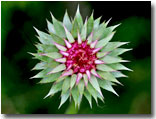 Thistle bud