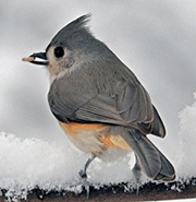 Tufted Titmouse