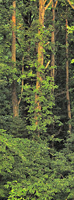 Urban forest in PW