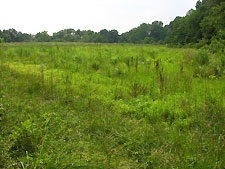 Nokesville Field