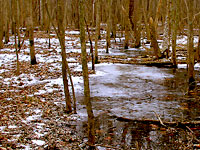 Forested floodplain 3/1/07