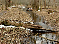 Intermittant stream 3/1/07