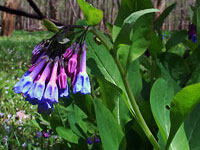 Bluebells are beautiful even  in the rain.