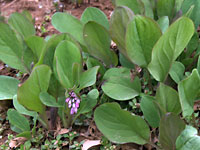 Bluebells on March 31 2007