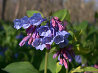 Bluebells Aprl 13 2007