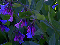 Bluebells Aprl 13 2007