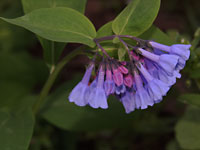 Bluebells Aprl 13 2007