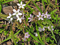Spring Beauties Aprl 12 2007
