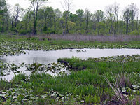 Occoqouan Bay Refuge