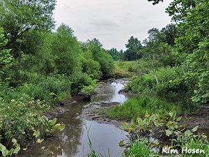 Wetland at the Occoquan Bay National Wildlife Refuge