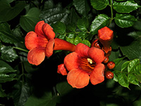 Trumpet Honeysuckly