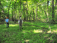 Riparian forest at Featherstone Refuge