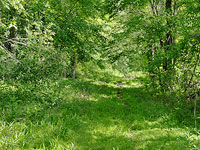 Trail corridor