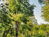 Big trees at Feathersone