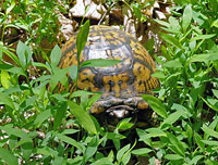 Box turtle