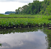 Featherstone National Wildlife Refuge