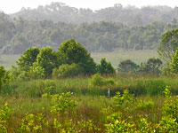 Route 234 Wetland Mitigation Area