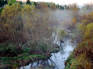 Rte 234 Wetland Mitigation Area