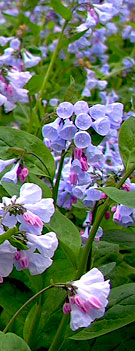 Virginia Bluebells