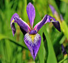 Blue Flag Iris