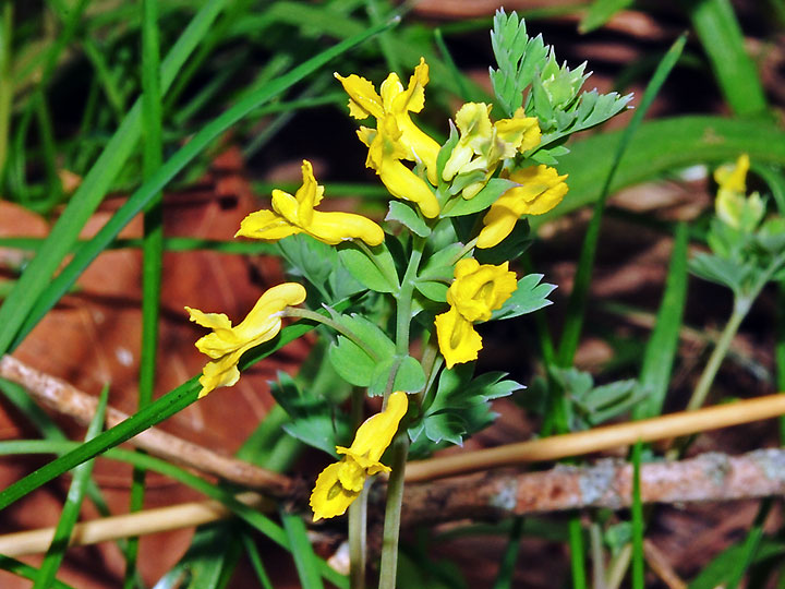 Yellow Corydalis, Corydalis flavula