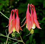 Columbine