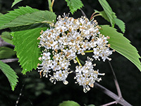 Arrowwood Viburnum