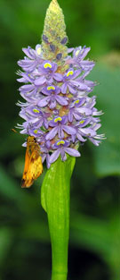 Zabulon skipper on pickerel weed