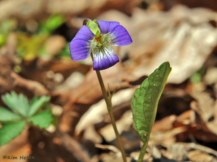 Common Blue Violet