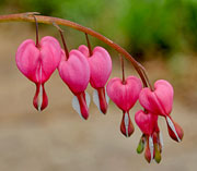 Bleeding Heart
