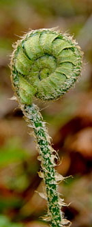 Fiddlehead